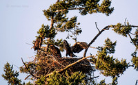 July 12 - Eagle Nest in late afternoon.