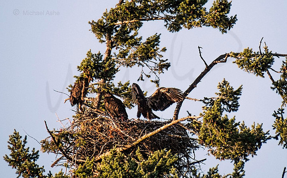 July 12 - Eagle Nest in late afternoon.