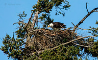 April 30 - Adult Bald Eagle is feeding one or more yet unseen chick(s).