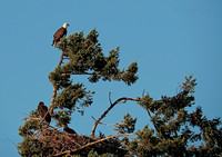 July 12 - Eagle Nest in early afternoon.