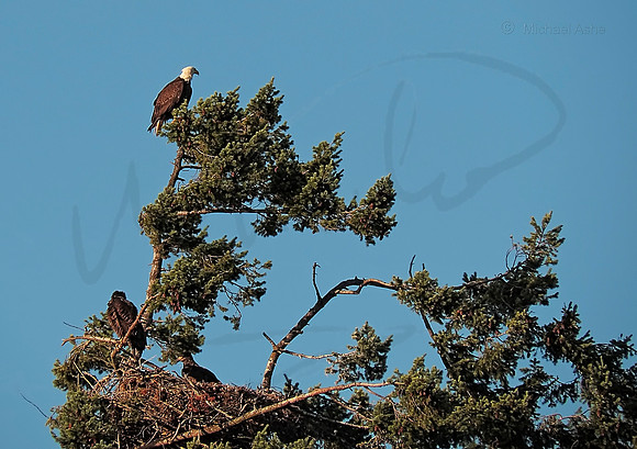 July 12 - Eagle Nest in early afternoon.