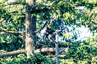 June 1 - Two Herons Mating (?) 2