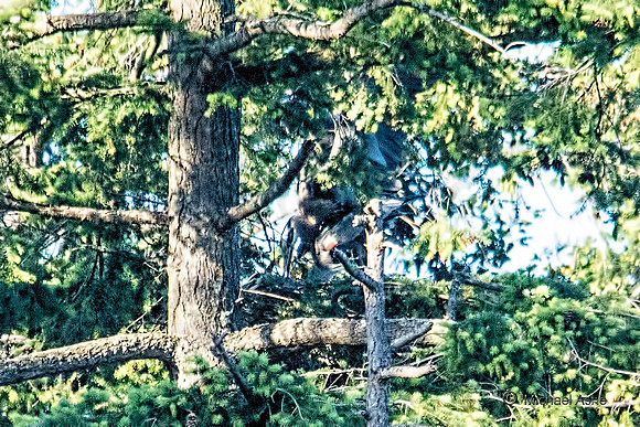 June 1 - Two Herons Mating (?) 2