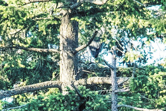 June 1 - Two Herons Nesting 10
