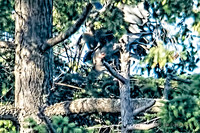 June 1 - Closeup 6