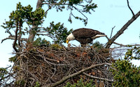 May 15 - 'Junior', the Bald Eagle chick, makes his second appearance,