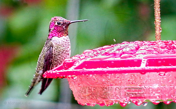 Anna's Hummingbird on a wet afternoon - Nanaimo