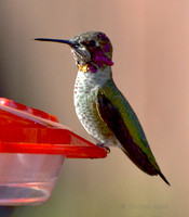 Anna's Hummingbird Sitting on Feeder 2