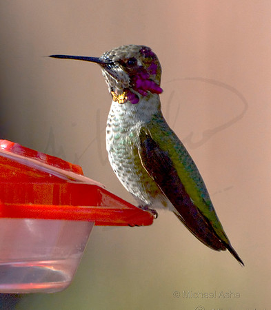 Anna's Hummingbird Sitting on Feeder 2