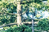 June 1 - Two Herons Nesting 8