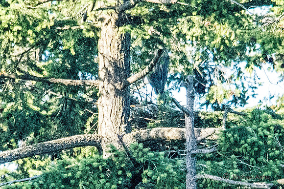 June 1 - Two Herons Nesting 8
