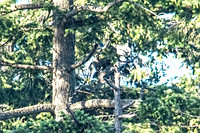 June 1 - Two Herons Mating (?) 1