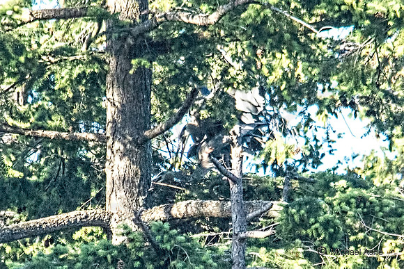 June 1 - Two Herons Mating (?) 1
