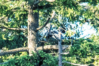 June 1 - Two Herons Nesting 2