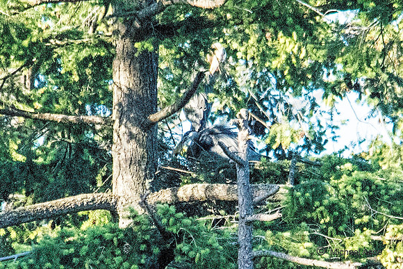 June 1 - Two Herons Nesting 2