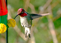 Anna's Hummingbird taking a Drink ('Blink') 3 - Nanaimo - 450mm