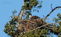 April 30 - Adult Bald Eagle is feeding one or more yet unseen chick(s).