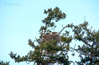 Uncropped, processed photo of a Bald Eagle Nest, taken with a D7100 @ 800mm, f/11 (6000x4000 pixels)