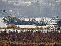Bald Eagles on Driftwood 1 - Nanaimo Estuary - Living Forest - HDR - 1200mm