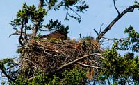 May 14 - 'Junior', the baby Bald Eagle, makes his first appearance.