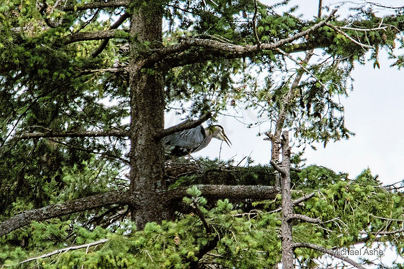 June 26 - Adult Heron regurgitating food to feed chick(s).