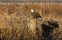 Bald Eagle on Post 1 - Living Forest - Nanaimo - 750mm