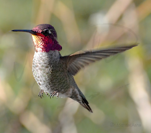 Anna's Hummingbird at the Feeder in Late Afternoon 2