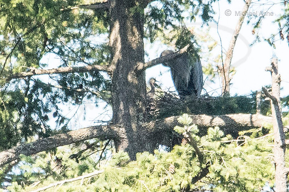 July 2 - Adult Heron with Heron Chick.