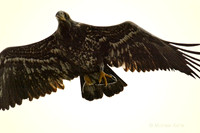 Juvenile Bald Eagle with Dinner 2 - Living Forest - Nanaimo - 750mm