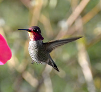 Anna's Hummingbird at the Feeder in Late Afternoon 1