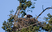 April 30 - Adult Bald Eagle is feeding one or more yet unseen chick(s).
