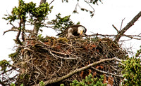 May 21 - Baby Bald Eagle being fed by adult.