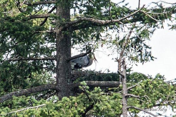 June 26 - Adult Heron regurgitating food to feed chick(s).