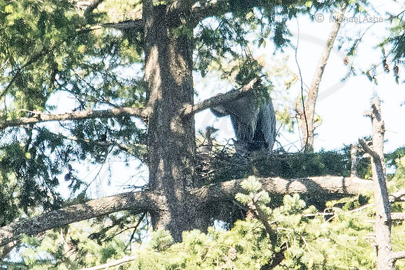 July 2 - Adult Heron with 2 Heron Chicks.