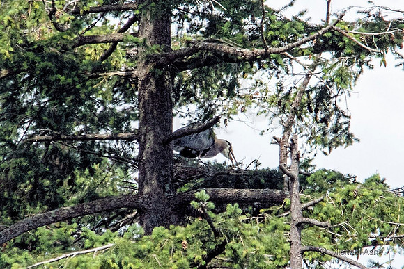 June 26 - Adult Heron regurgitating food for heron chicks (unseen).