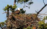 May 23 -'Junior, the Bald Eagle chick, reappears.