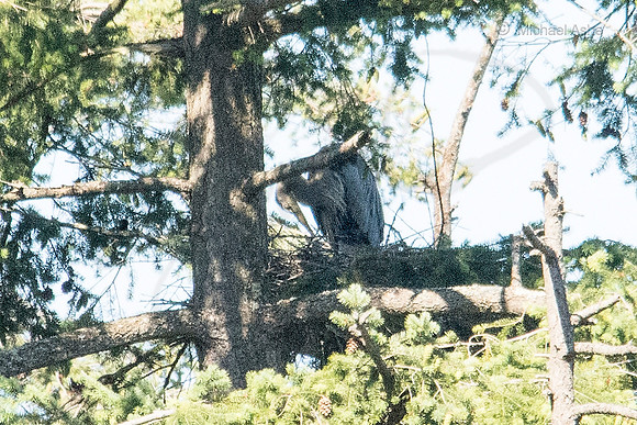 July 2 - Adult Heron feeding heron chicks (unseen).