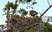 May 15 - It's 'Junior', the Bald Eagle chick, at the 'Dinner Table'.