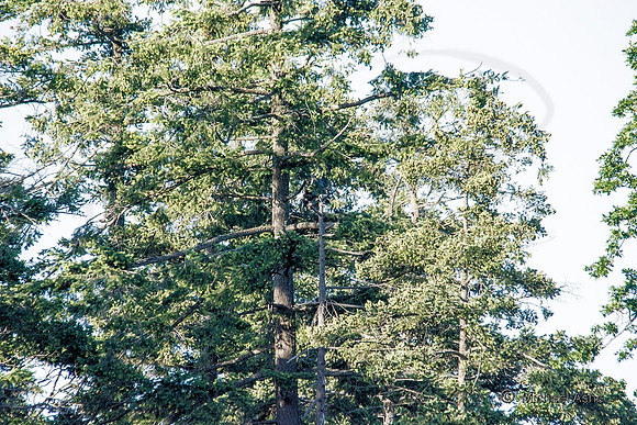 June 1 - Full Photo of Tree with Heron Nest from 1/4 mile - 800mm