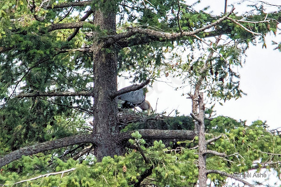 June 26 - Adult heron feeding chicks (unseen).