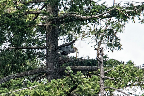 June 26 - Adult Heron feeding Heron chick - you can just see the tip of the chick' yellow beak.