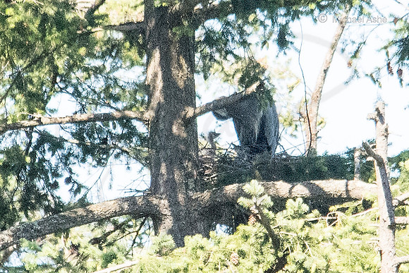 July 2 - Adult Heron with 2 Heron Chicks.