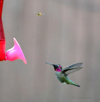 Anna's Hummingbird vs a Wasp