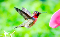 Male Anna's Hummingbird at Feeder