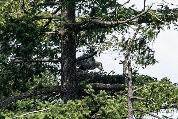 June 26 - Adult Heron regurgitating food to feed chick(s).