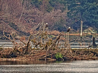 Bald Eagles on Driftwood - Nanaimo Estuary - Living Forest - HDR - 1200mm