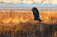 Bald Eagle taking off - Living Forest - Nanaimo Estuary - 750MM