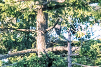 June 1 - Two Herons Nesting 7