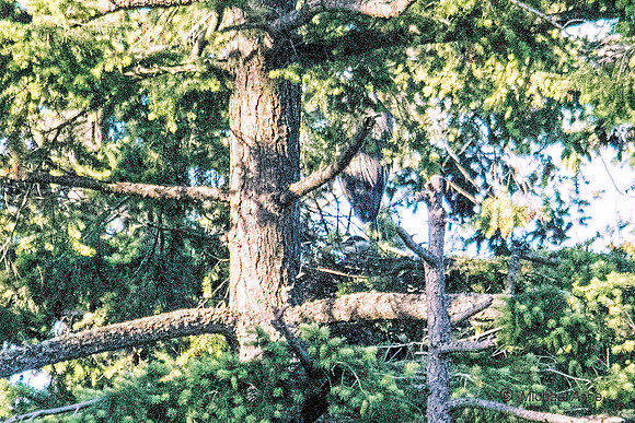 June 1 - Two Herons Nesting 7