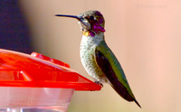 Anna's Hummingbird sitting on Feeder 1
